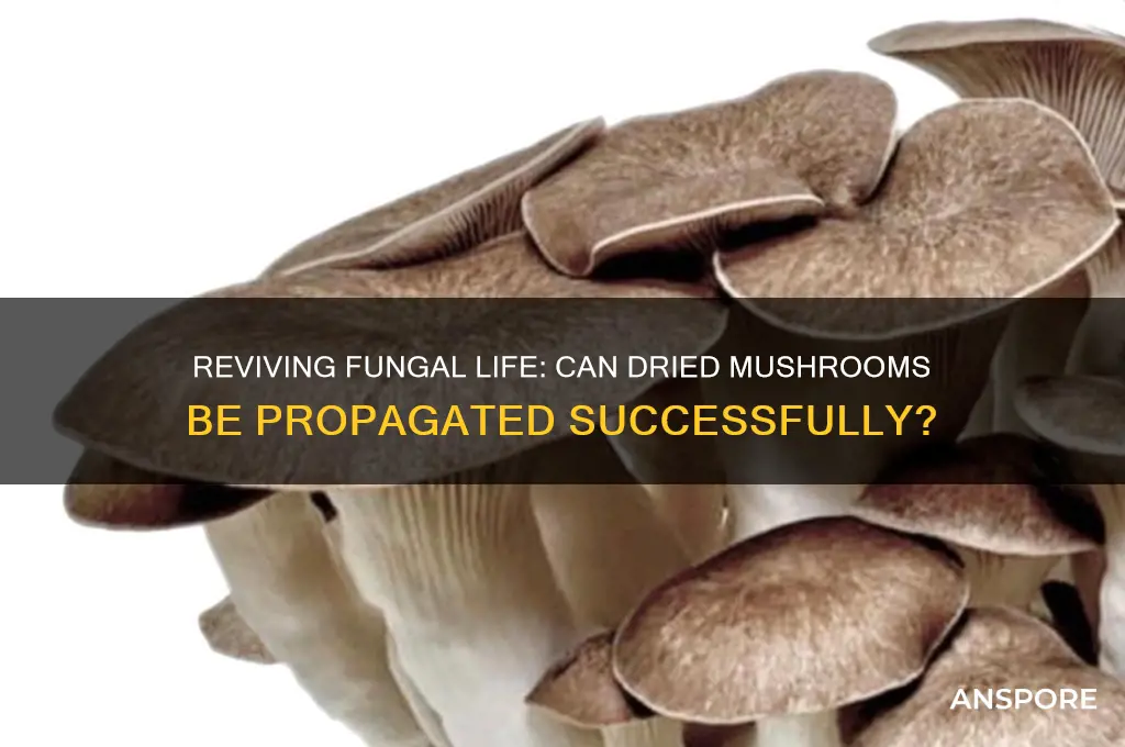 can you propagate dried mushrooms
