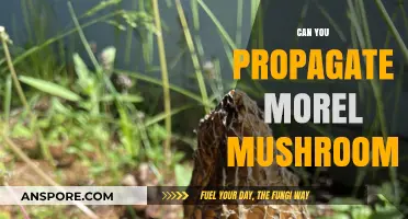 Propagating Morel Mushrooms: Techniques, Challenges, and Success Tips