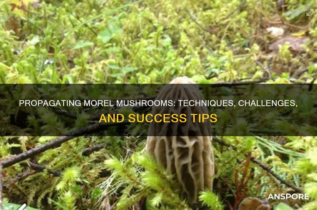 can you propagate morel mushrooms