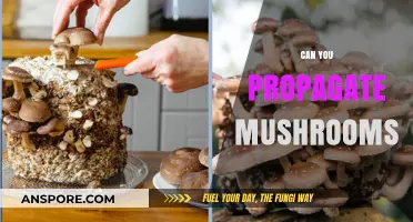 Propagating Mushrooms: A Beginner's Guide to Growing Your Own Fungi