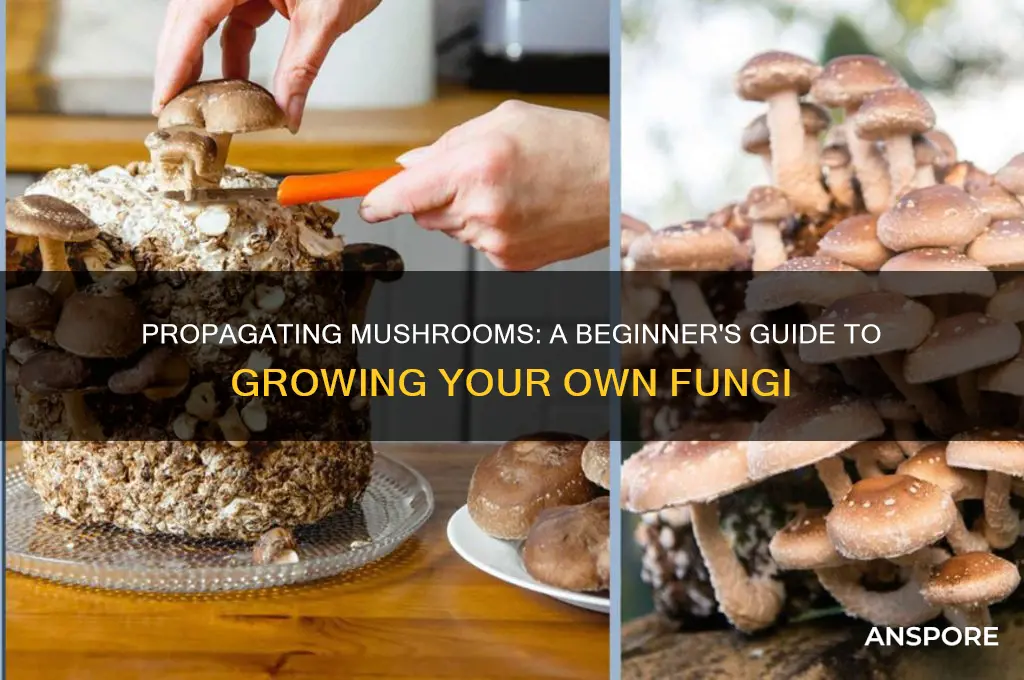 can you propagate mushrooms
