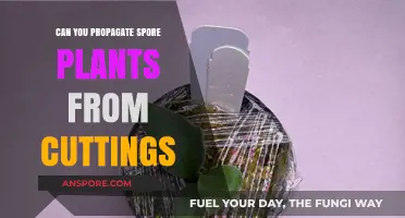 Propagating Spore Plants from Cuttings: Is It Possible and How?