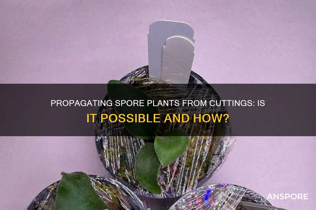 can you propagate spore plants from cuttings