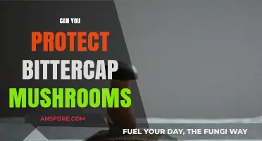 Protecting Bittercap Mushrooms: Essential Tips for Conservation and Safety