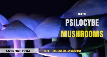 Exploring Psilocybe Mushrooms: Benefits, Risks, and Legal Considerations