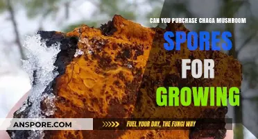 Buying Chaga Mushroom Spores: A Guide to Growing Your Own Harvest