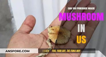 Buying Magic Mushrooms in the US: Legal or Illegal?