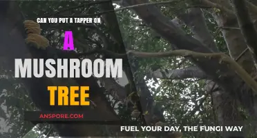 Can You Tap Mushroom Trees? Exploring Fungal Tapping Possibilities