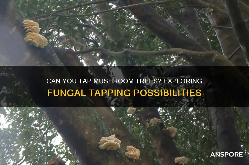 can you put a tapper on a mushroom tree