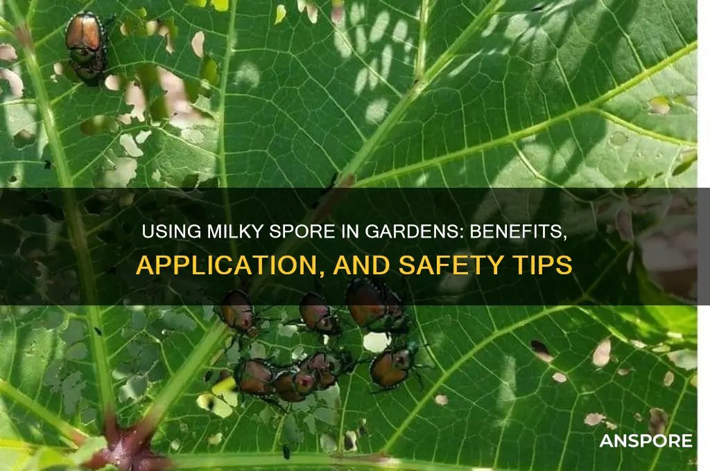 can you put milky spore in a garden