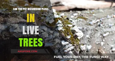 Can You Inoculate Live Trees with Mushroom Plugs? A Guide