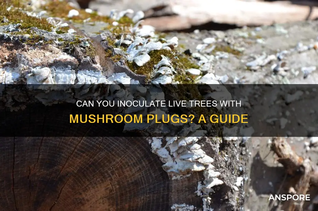 can you put mushroom plugs in live trees