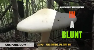 Mushrooms in a Blunt: Risks, Effects, and What You Need to Know