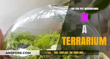 Mushrooms in Terrariums: A Guide to Growing Fungi Indoors