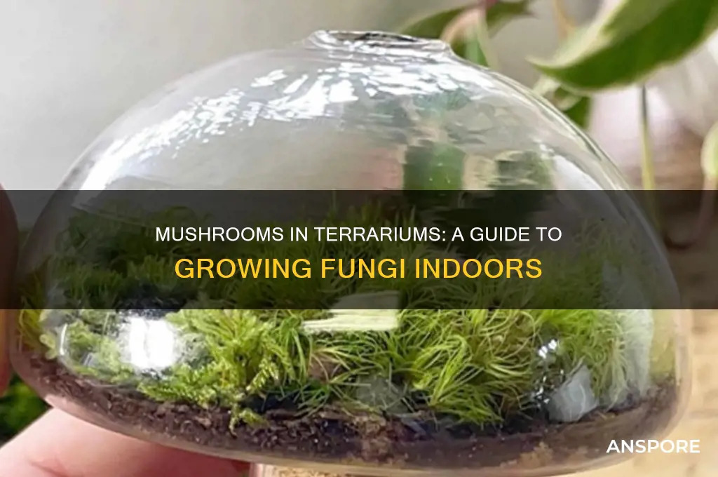 can you put mushrooms in a terrarium