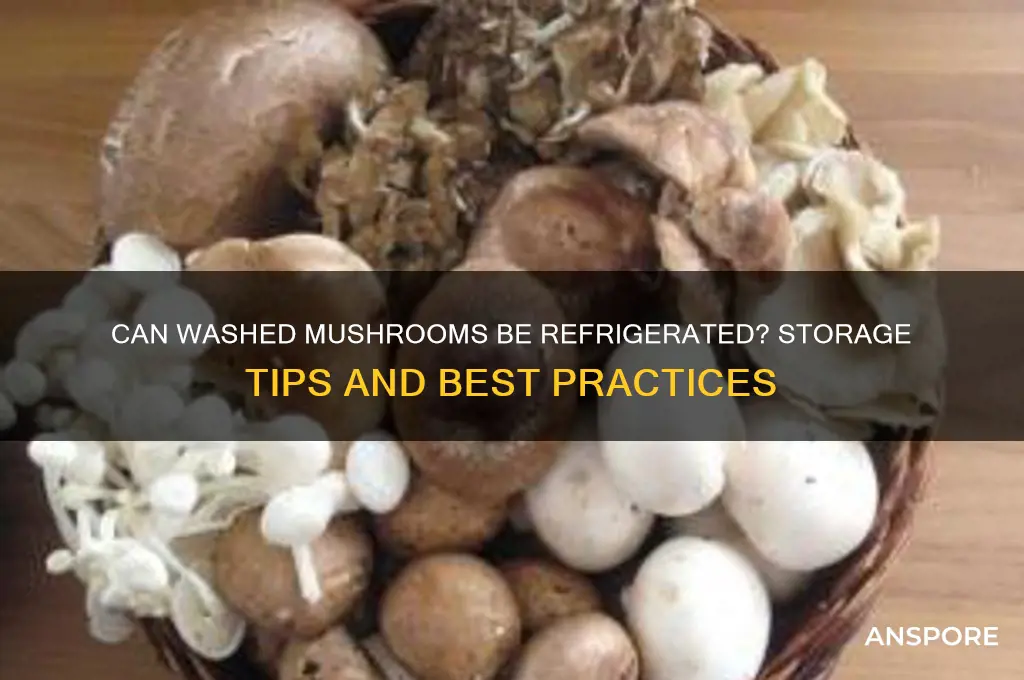 can you put washed mushrooms back in the fridge