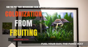 Reviving Mushroom Colonies: Can Fruiting Bodies Re-Enter Colonization?
