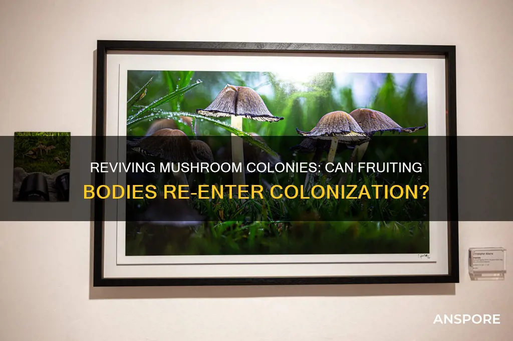 can you put your mushrooms back in colonization from fruiting