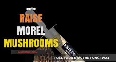 Growing Morel Mushrooms: Tips for Cultivating This Elusive Delicacy