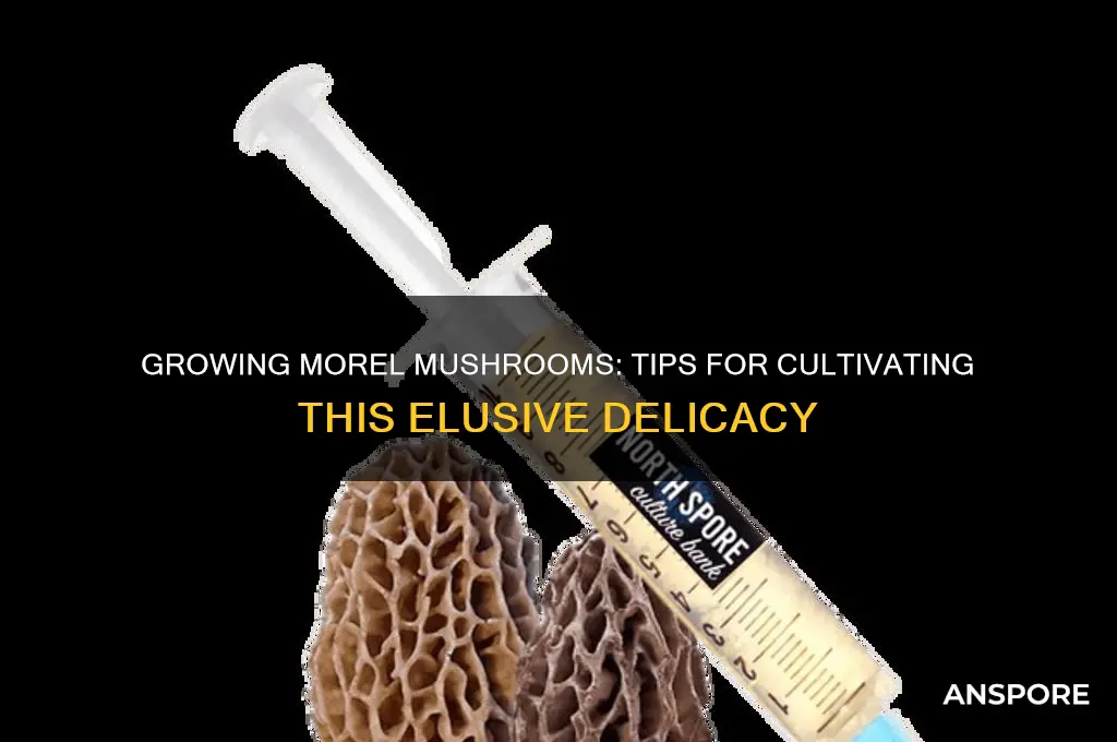 can you raise morel mushrooms