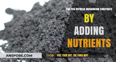 Revitalizing Mushroom Substrate: Nutrient Boost for Enhanced Growth and Yield