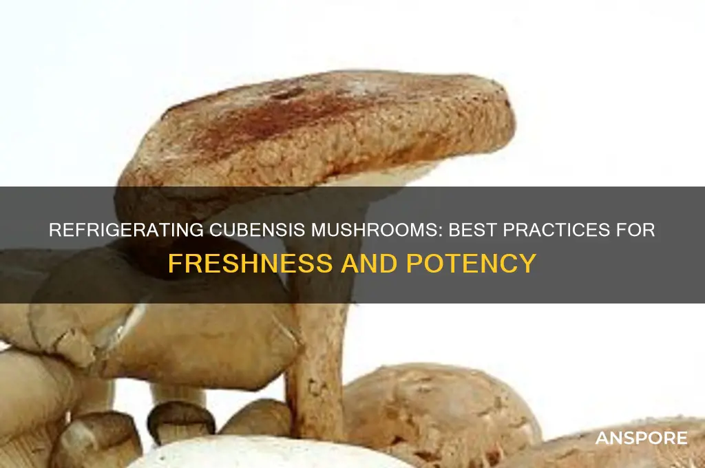can you refrigerate cubensis mushrooms