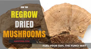 Reviving Dried Mushrooms: Can You Regrow Them at Home?