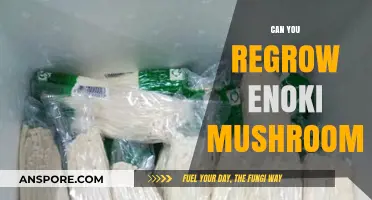 Regrowing Enoki Mushrooms: Simple Steps for a Sustainable Harvest at Home