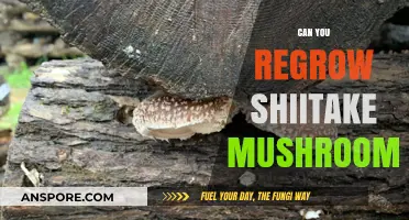 Regrow Shiitake Mushrooms: Simple Steps for Sustainable Harvesting at Home