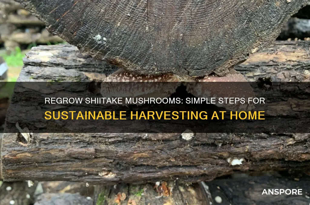 can you regrow shiitake mushrooms