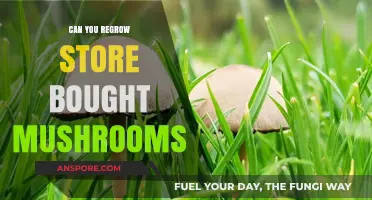 Regrowing Store-Bought Mushrooms: Simple Tips for a Sustainable Harvest