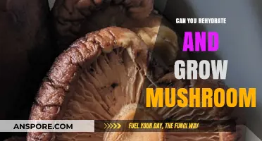 Rehydrating Mushrooms: Can You Revive and Grow Them Successfully?