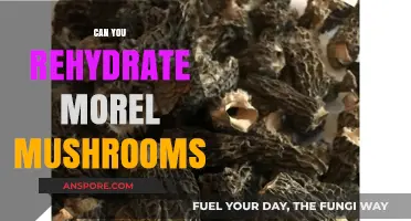 Rehydrating Morel Mushrooms: Tips for Restoring Flavor and Texture