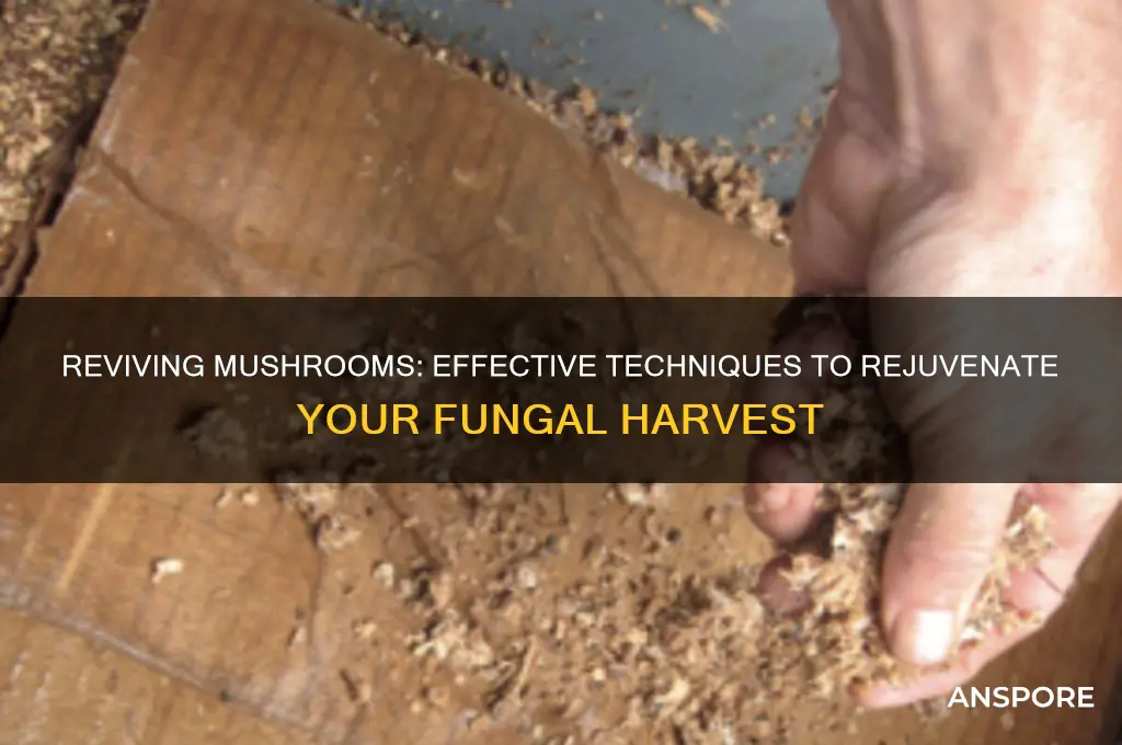 can you rejuvinate mushrooms