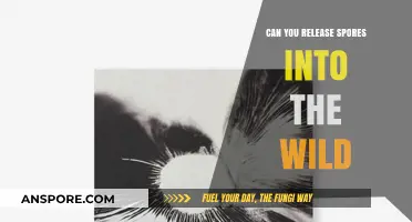 Releasing Spores into the Wild: Risks, Ethics, and Environmental Impact