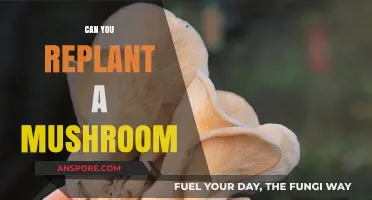 Replanting Mushrooms: A Guide to Growing Your Own Fungal Harvest