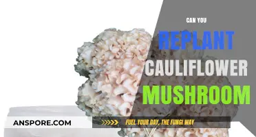 Replanting Cauliflower Mushrooms: A Guide to Growing This Unique Fungus