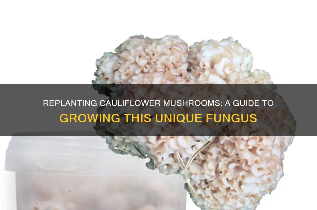 can you replant cauliflower mushrooms