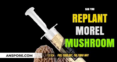 Replanting Morel Mushrooms: Techniques for Successful Cultivation and Harvesting