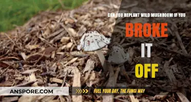 Replanting Wild Mushrooms: Can Broken Fungi Thrive in New Soil?