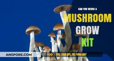 Reusing Mushroom Grow Kits: Tips for Multiple Harvests at Home