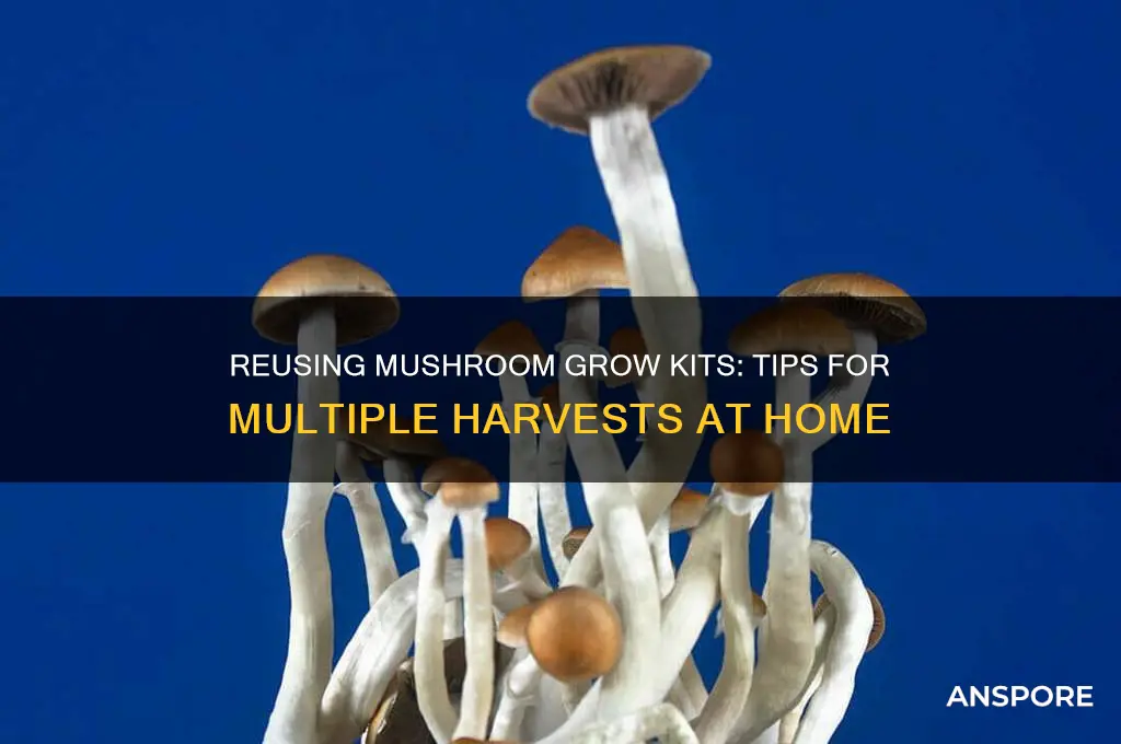 can you reuse a mushroom grow kit