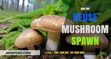 Reusing Mushroom Spawn: Tips for Sustainable and Efficient Fungal Cultivation