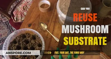 Reusing Mushroom Substrate: Eco-Friendly Tips for Sustainable Mushroom Cultivation