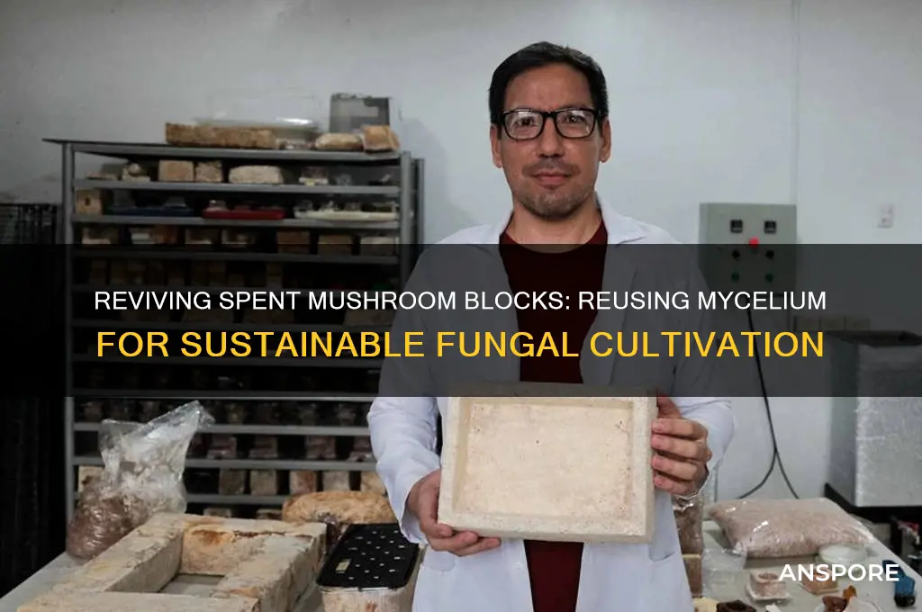 can you reuse mycelium from a spent mushroom block