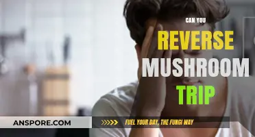 Reversing a Mushroom Trip: Myths, Realities, and Safe Practices