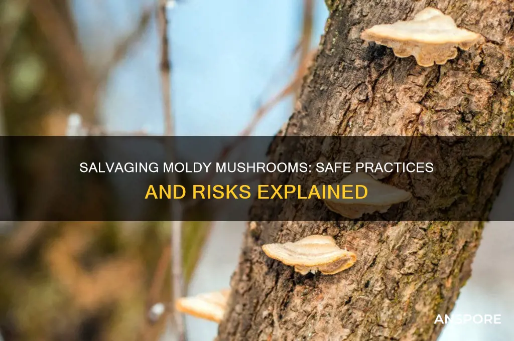 can you salvage moldy mushrooms