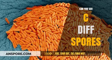 Can You See C. Diff Spores? Unveiling the Invisible Threat