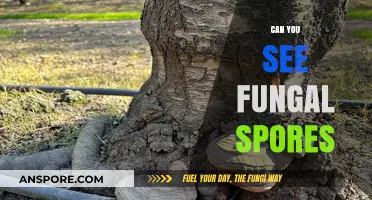 Can You See Fungal Spores? Unveiling the Invisible World of Fungi