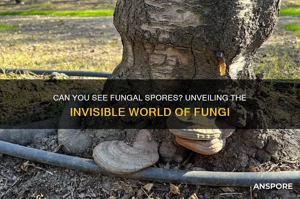 can you see fungal spores